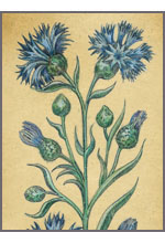 Centaurea jacea (Василек луговой)