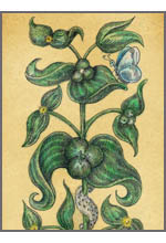 Euphorbia lathyris (Молочай чины)