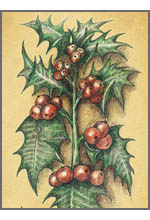 Ilex aquifolium (Остролист)