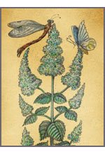 Mentha rotundifolia (Мята яблочная)