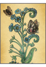 Myosotis palustris (Незабудка болотная)