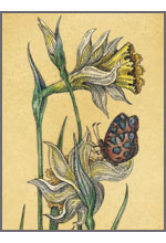 Narcissus (Нарцисс)