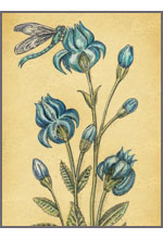 Phyteuma orbiculare (Кольник округлый)
