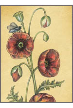 Papaver somniferum (Мак снотворный)